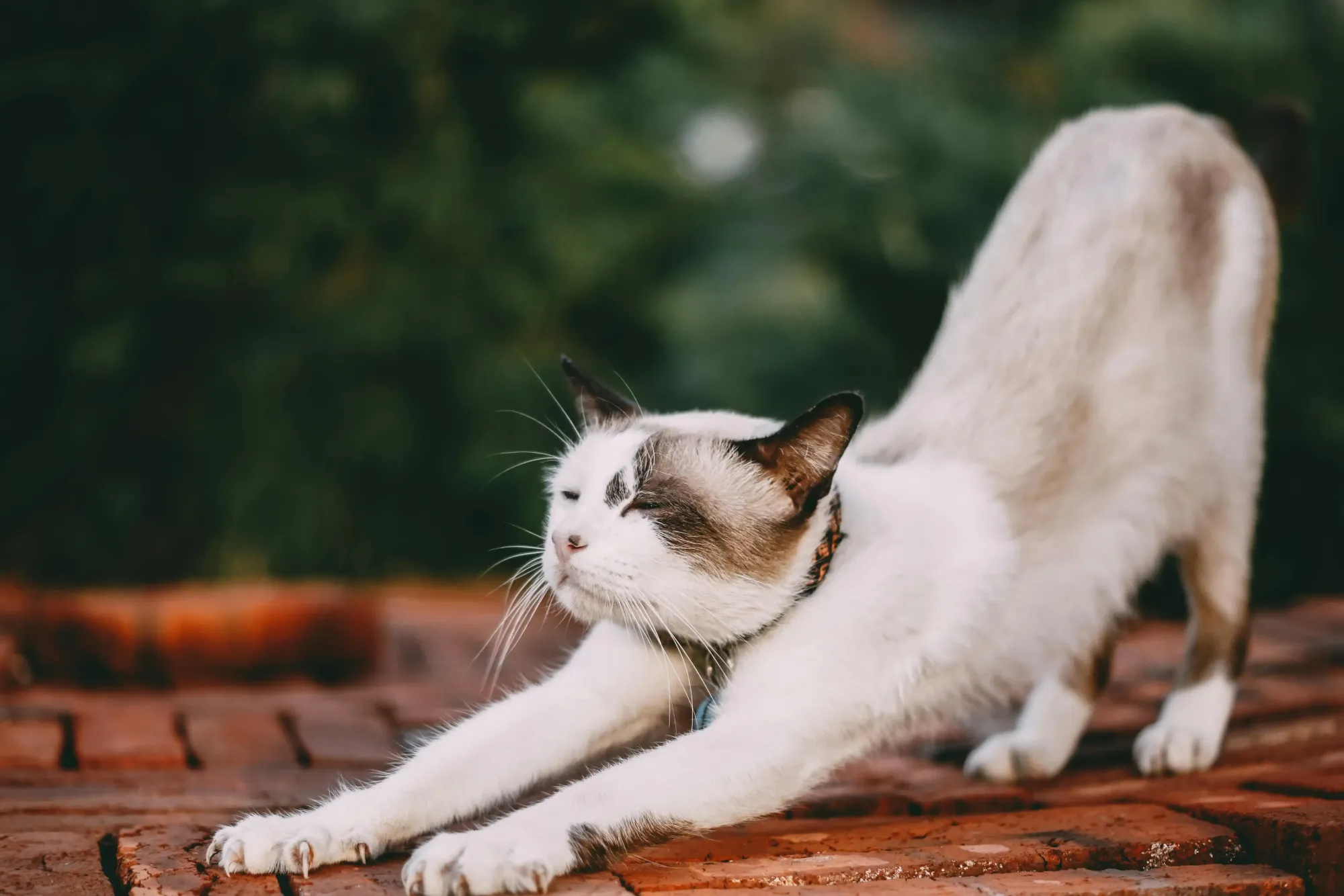 Cat stretching