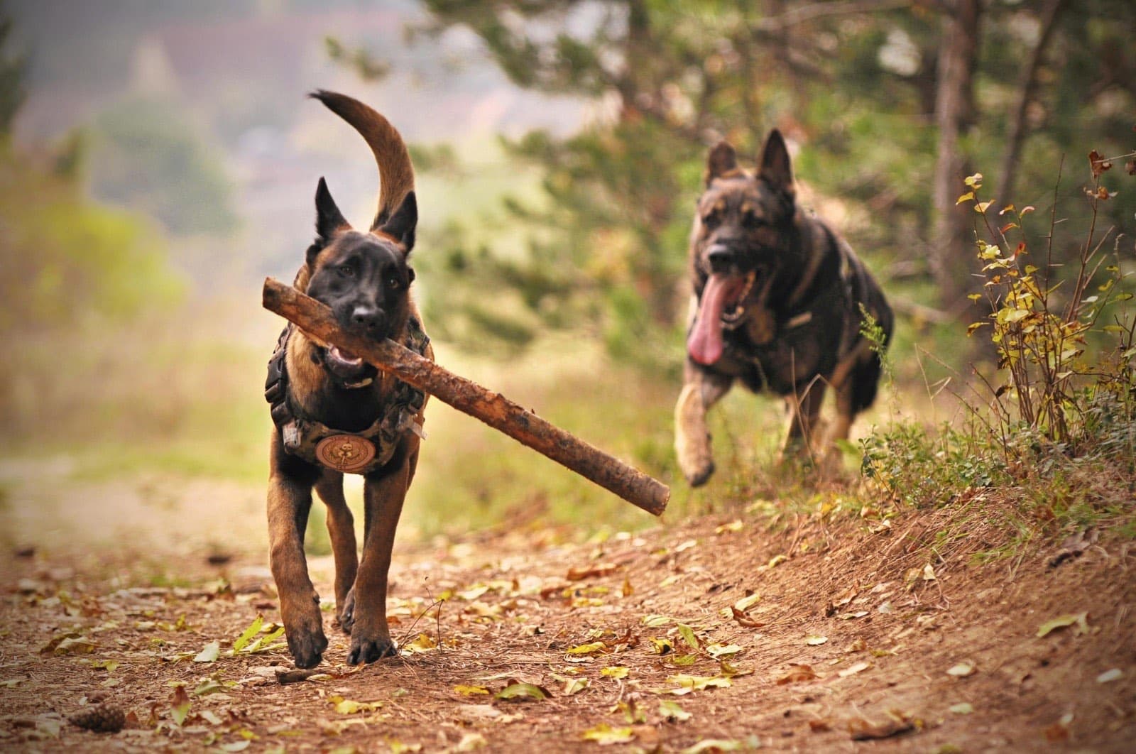 Dogs running
