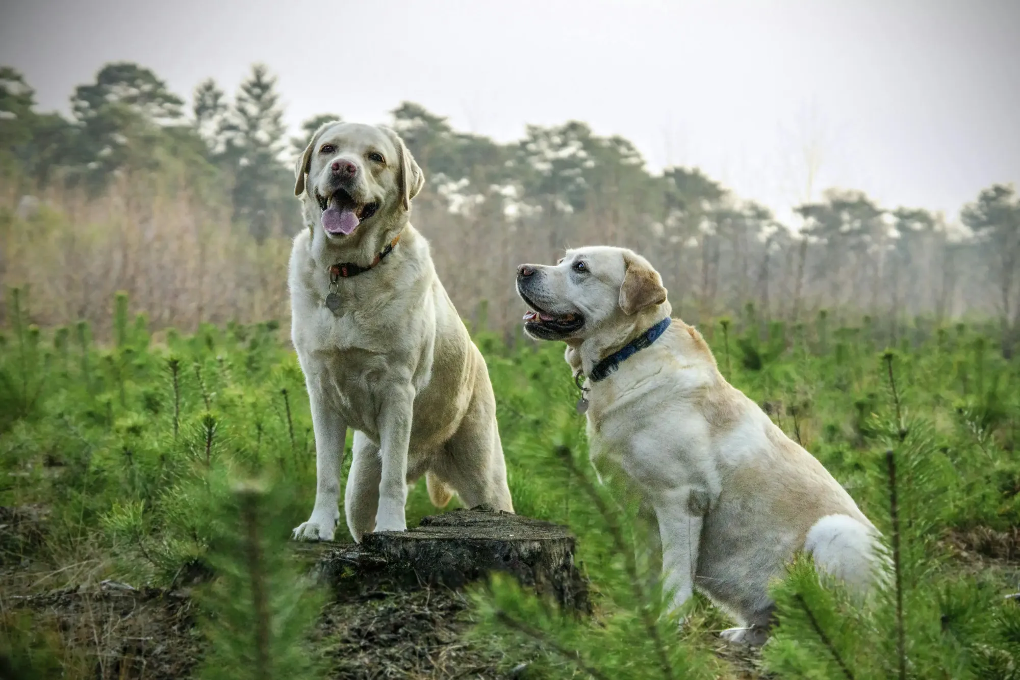 Dogs in field