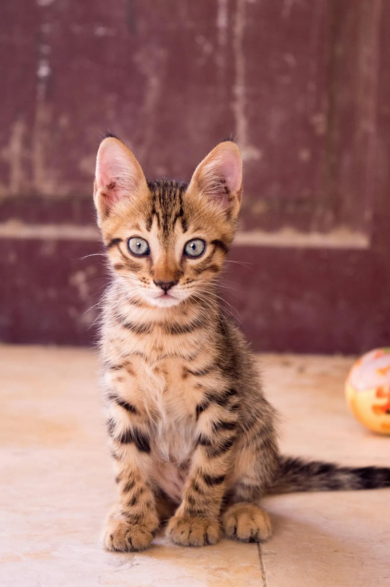 Kitten