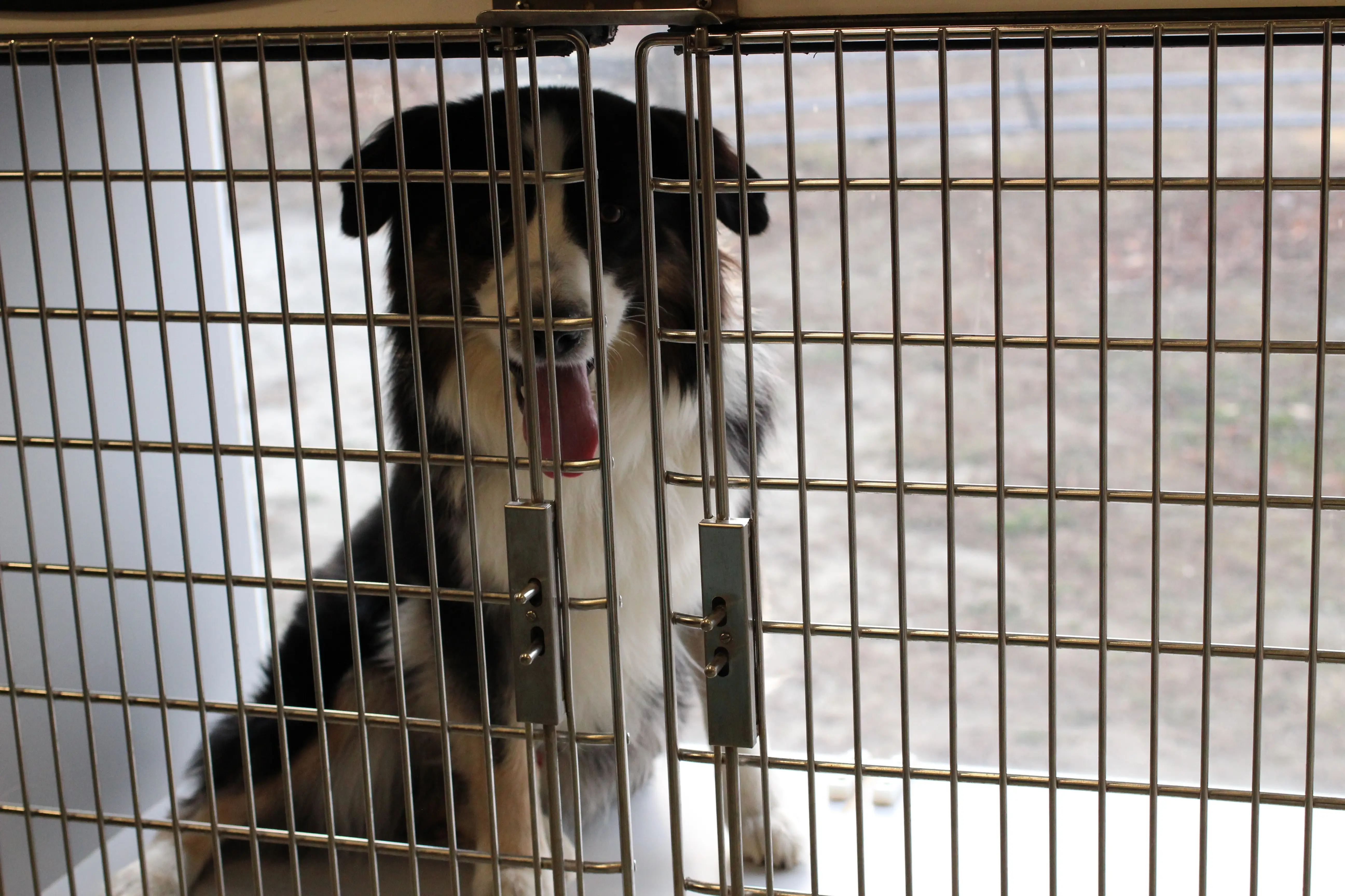 Comfortable dog in mobile vet facility
