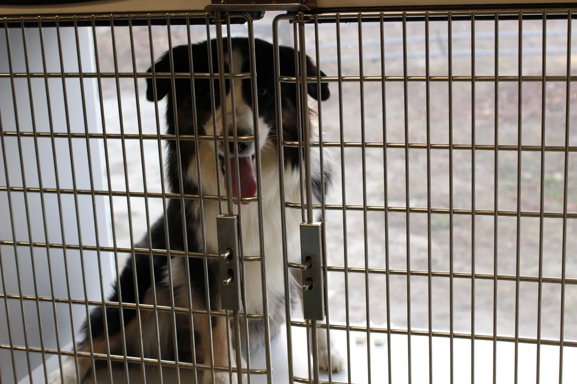 Comfortable dog in mobile vet facility