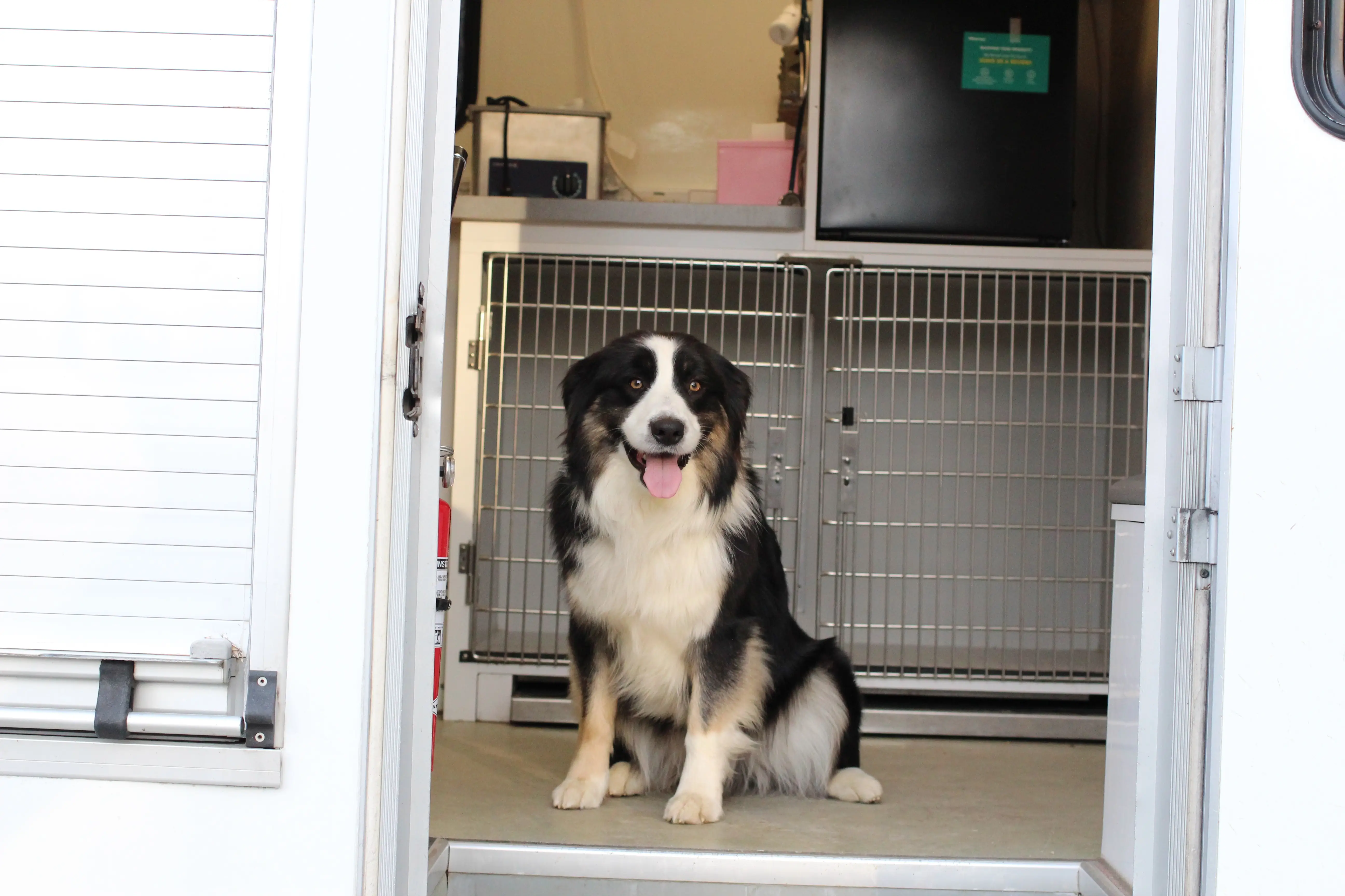 Happy dog at mobile vet truck entrance