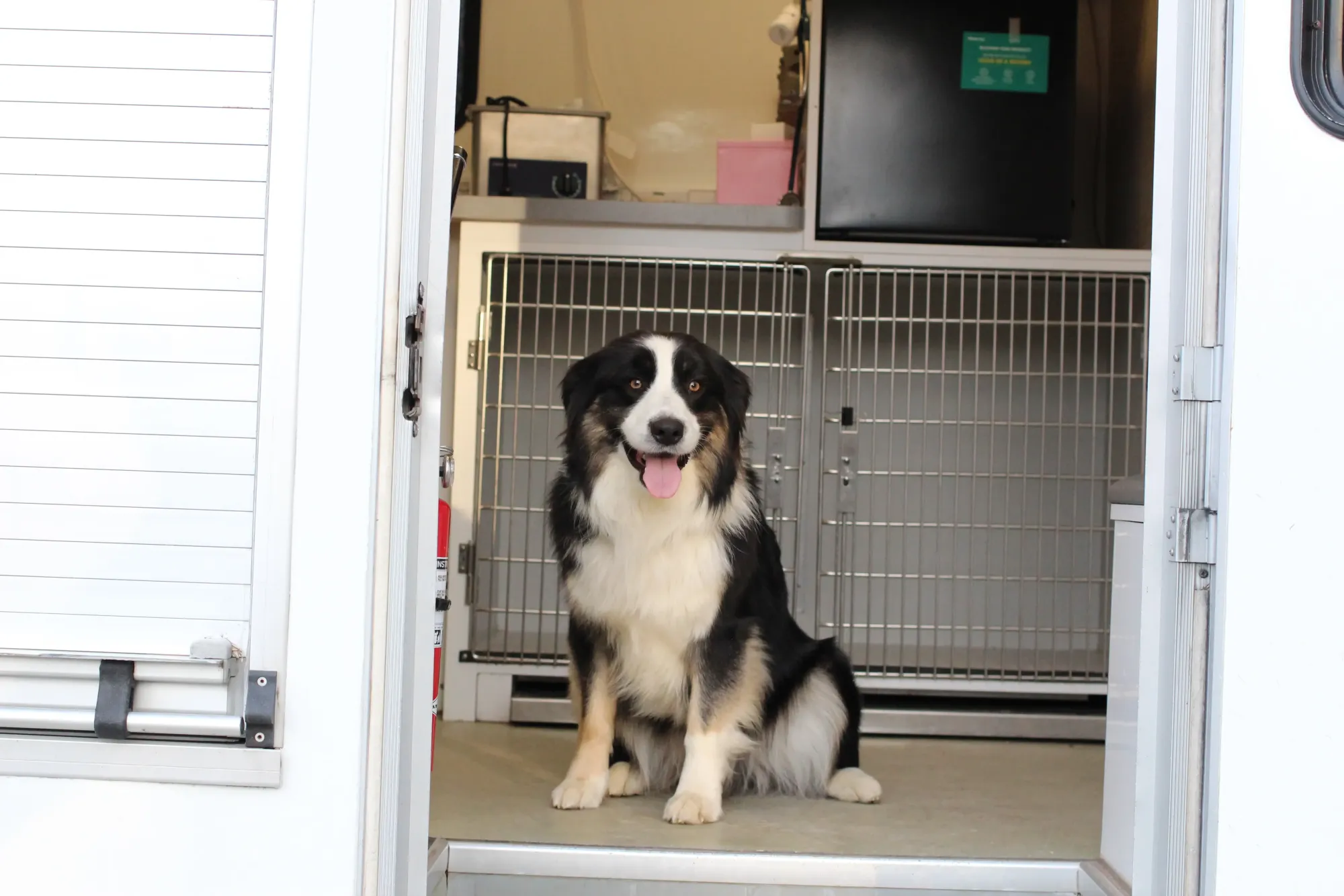 Happy dog at mobile vet truck entrance